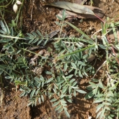 Swainsona sericea (Silky Swainson-Pea) at Theodore, ACT - 12 Apr 2020 by Owen