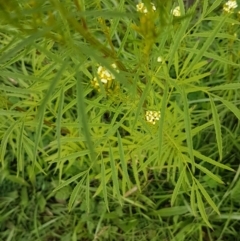 Tagetes minuta (Stinking Roger) at Red Hill Nature Reserve - 13 Apr 2020 by SRoss