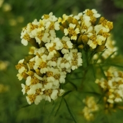 Tagetes minuta at Red Hill, ACT - 13 Apr 2020