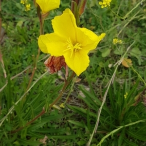 Oenothera stricta subsp. stricta at Red Hill, ACT - 13 Apr 2020 12:31 PM