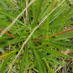 Oenothera stricta subsp. stricta at Red Hill, ACT - 13 Apr 2020 12:31 PM