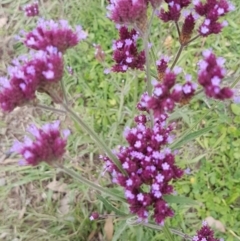 Verbena incompta (Purpletop) at Red Hill Nature Reserve - 13 Apr 2020 by SRoss