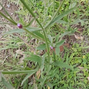 Verbena incompta at Red Hill, ACT - 13 Apr 2020 12:32 PM