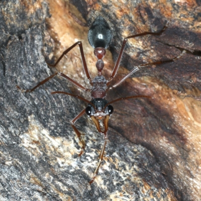 Myrmecia nigriceps (Black-headed bull ant) at Mount Ainslie - 13 Apr 2020 by jb2602