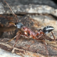 Myrmecia nigriceps at Ainslie, ACT - 13 Apr 2020