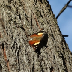 Vanessa itea (Yellow Admiral) at Majura, ACT - 13 Apr 2020 by jb2602