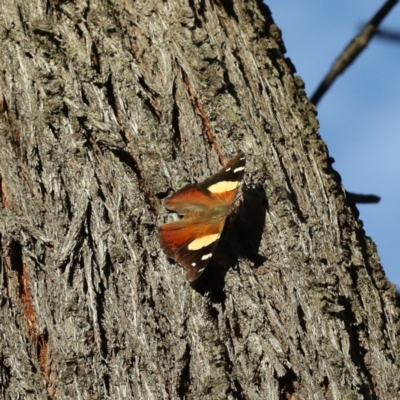 Vanessa itea (Yellow Admiral) at Mount Ainslie - 13 Apr 2020 by jb2602