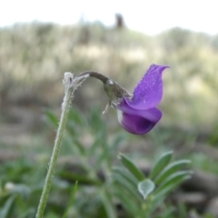 Swainsona sericea at Theodore, ACT - 13 Apr 2020