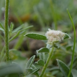 Swainsona sericea at Theodore, ACT - 13 Apr 2020