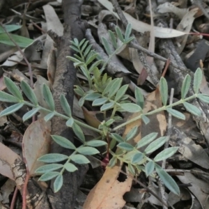 Swainsona sericea at Theodore, ACT - 13 Apr 2020