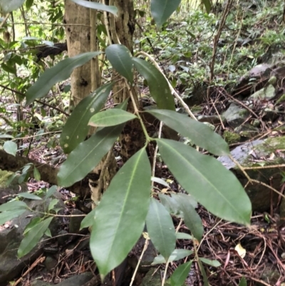 Unidentified Other Tree at Wattamolla, NSW - 29 Mar 2020 by WattaWanderer