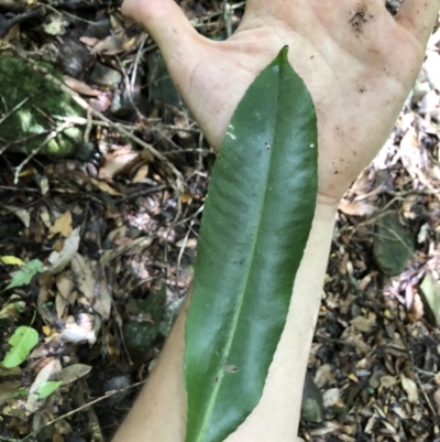 Ceratopetalum apetalum (Coachwood) at Wattamolla, NSW - 29 Mar 2020 by WattaWanderer