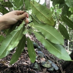 Ceratopetalum apetalum at Wattamolla, NSW - 29 Mar 2020 12:30 PM