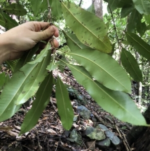 Ceratopetalum apetalum at Wattamolla, NSW - 29 Mar 2020 12:30 PM