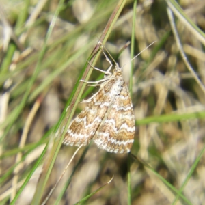 Chrysolarentia heliacaria at Namadgi National Park - 15 Mar 2020