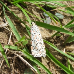 Utetheisa pulchelloides (Heliotrope Moth) at Cotter Reserve - 28 Mar 2020 by MatthewFrawley