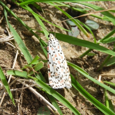 Utetheisa pulchelloides (Heliotrope Moth) at Cotter Reserve - 28 Mar 2020 by MatthewFrawley