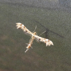 Sphenarches anisodactylus (Geranium Plume Moth) at Kambah, ACT - 28 Mar 2020 by MatthewFrawley