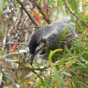 Anthochaera carunculata at Kambah, ACT - 31 Mar 2020