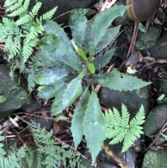 Unidentified Other Tree at Wattamolla, NSW - 29 Mar 2020 by WattaWanderer