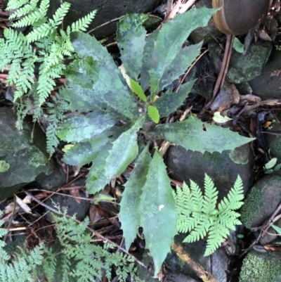 Unidentified Other Tree at Wattamolla, NSW - 29 Mar 2020 by WattaWanderer