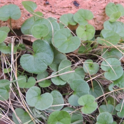 Dichondra repens (Kidney Weed) at Pollinator-friendly garden Conder - 26 Mar 2020 by michaelb