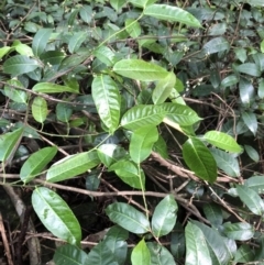 Trophis scandens subsp. scandens at suppressed - suppressed