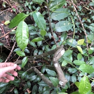 Trophis scandens subsp. scandens at suppressed - suppressed