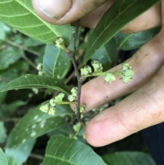 Trophis scandens subsp. scandens at suppressed - 29 Mar 2020