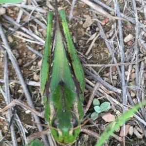 Gastrimargus musicus at Amaroo, ACT - 13 Apr 2020 03:48 PM