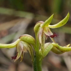 Corunastylis cornuta (Horned Midge Orchid) at Acton, ACT - 13 Apr 2020 by shoko