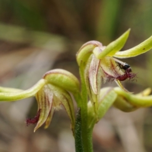 Corunastylis cornuta at Acton, ACT - 13 Apr 2020