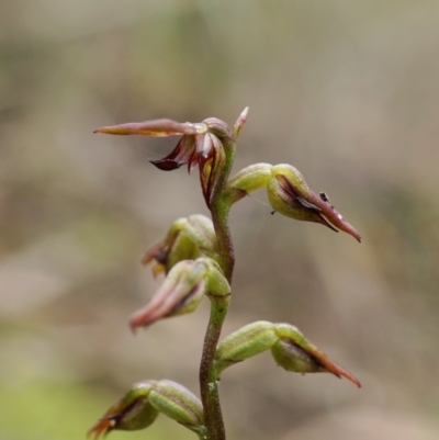 Corunastylis clivicola (Rufous midge orchid) at Hackett, ACT - 13 Apr 2020 by shoko