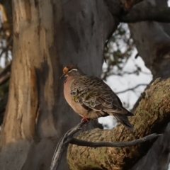 Phaps chalcoptera (Common Bronzewing) at Majura, ACT - 13 Apr 2020 by jbromilow50