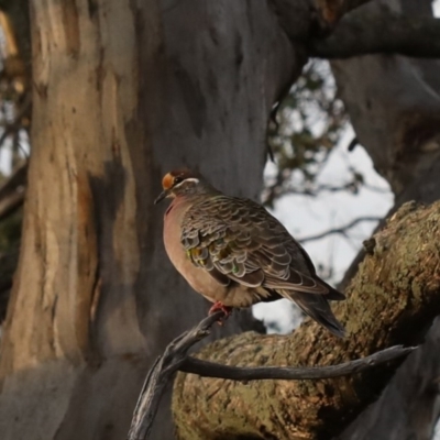 Phaps chalcoptera (Common Bronzewing) at Mount Ainslie - 13 Apr 2020 by jbromilow50