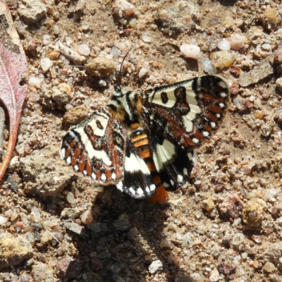 Apina callisto (Pasture Day Moth) at Mount Taylor - 6 Apr 2020 by MatthewFrawley