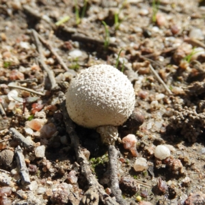 zz puffball at Kambah, ACT - 6 Apr 2020