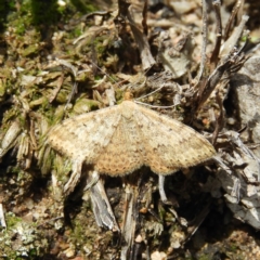 Scopula rubraria (Reddish Wave, Plantain Moth) at Kambah, ACT - 6 Apr 2020 by MatthewFrawley