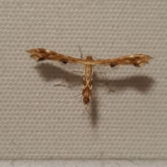 Sphenarches anisodactylus (Geranium Plume Moth) at Scullin, ACT - 5 Apr 2020 by Mish90