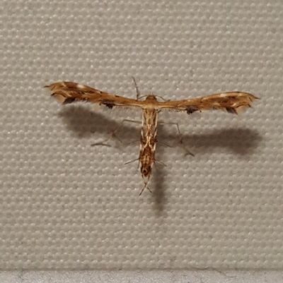 Sphenarches anisodactylus (Geranium Plume Moth) at Scullin, ACT - 5 Apr 2020 by Mish90