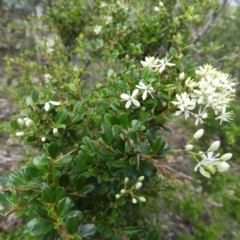 Bursaria spinosa (Native Blackthorn, Sweet Bursaria) at Mount Taylor - 6 Apr 2020 by MatthewFrawley