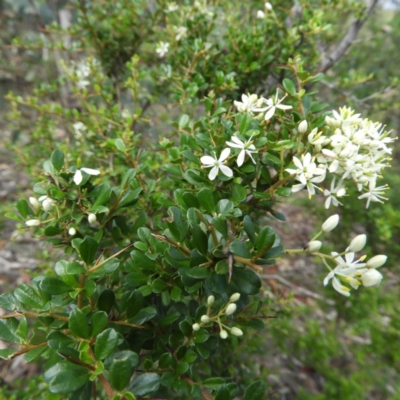 Bursaria spinosa (Native Blackthorn, Sweet Bursaria) at Kambah, ACT - 6 Apr 2020 by MatthewFrawley