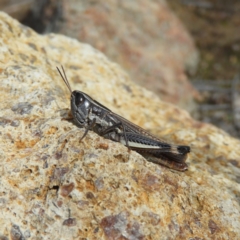 Macrotona australis (Common Macrotona Grasshopper) at Mount Taylor - 6 Apr 2020 by MatthewFrawley
