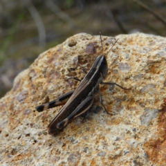 Macrotona australis at Kambah, ACT - 6 Apr 2020