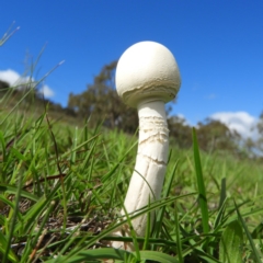 Macrolepiota dolichaula (Macrolepiota dolichaula) at Kambah, ACT - 6 Apr 2020 by MatthewFrawley