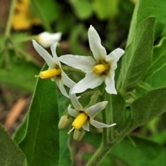 Solanum chenopodioides (Whitetip Nightshade) at Tennent, ACT - 14 Apr 2020 by JohnBundock