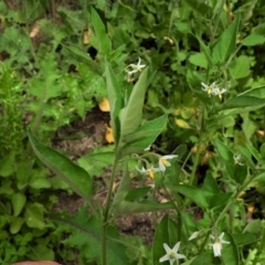 Solanum chenopodioides at Tennent, ACT - 14 Apr 2020