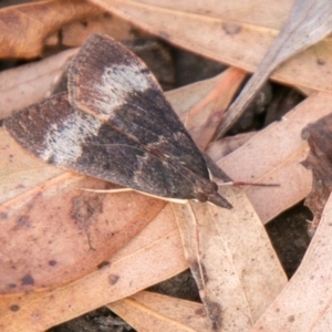 Uresiphita ornithopteralis at Chapman, ACT - 14 Apr 2020