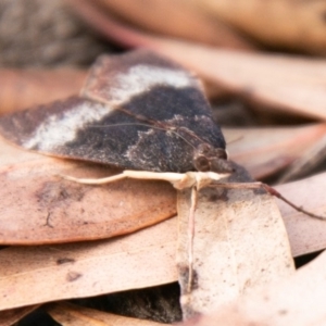 Uresiphita ornithopteralis at Chapman, ACT - 14 Apr 2020