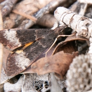 Uresiphita ornithopteralis at Chapman, ACT - 14 Apr 2020